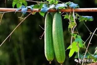 春季吃三瓜虫草,三瓜虫草滋补养生指南