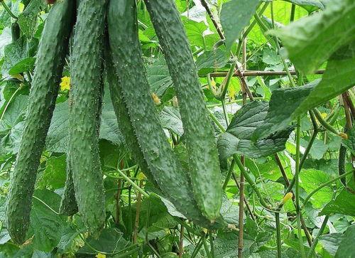 沉浸吃梨瓜,揭秘吃梨瓜的独特魅力