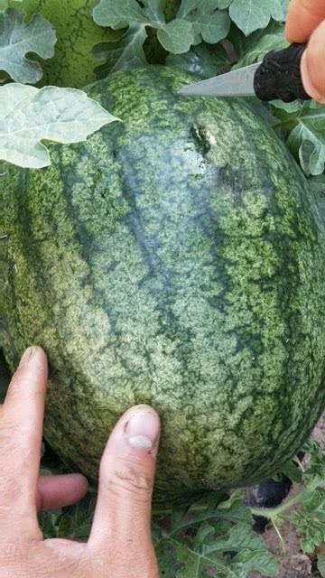 沙和砂瓜能一起吃吗,探讨两者能否共食的奥秘