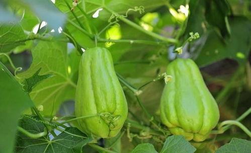 男孩吃佛手瓜好吗,男孩食用佛手瓜的益处与建议