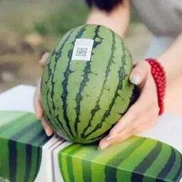 喜欢吃瓜要瓜,揭秘瓜类美食的诱惑与魅力