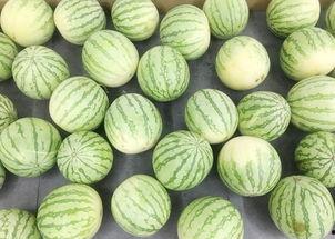 吃地皮瓜,舌尖上的夏日美味探索