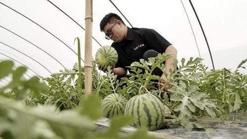 吃瓜经典模式,一场吃瓜群众的狂欢盛宴