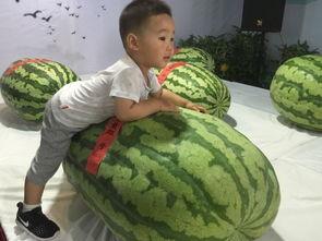 青羊区吃瓜群众事件,网络舆论下的社区冲突与反思