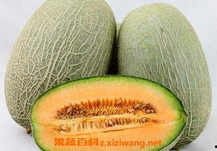 哈密瓜新鲜的哈密瓜怎么吃,新鲜哈密瓜的多样美味食用指南