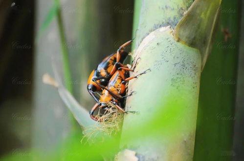 小虫子吃瓜视频