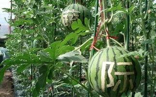 防风邶吃瓜第几集,揭秘第X集精彩剧情