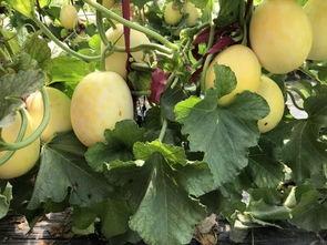 吃瓜群周,揭秘娱乐圈幕后故事