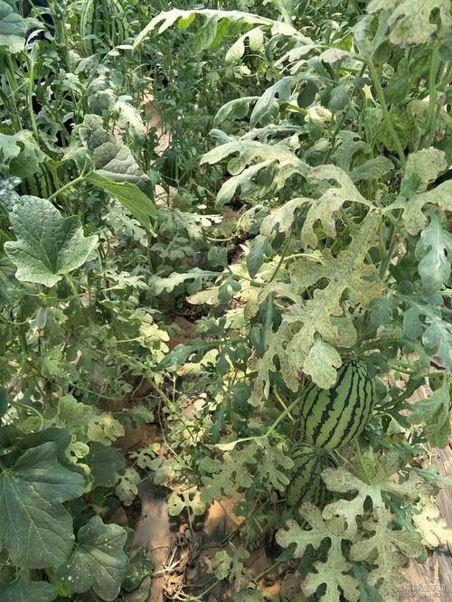 大宋头条吃瓜,揭秘宫廷秘闻，吃瓜群众狂欢时刻