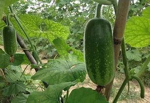 吃毛毛瓜,探寻独特风味与营养奥秘