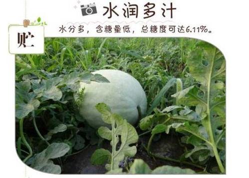 无刀吃白瓜,尽享夏日清新美味