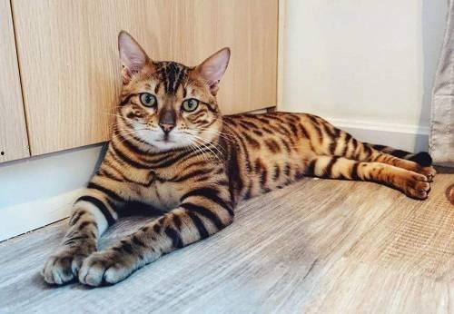 容县豹猫吃瓜事件