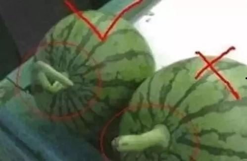 吃瓜小妹图,揭秘“吃瓜小妹”图背后的网络热议现象