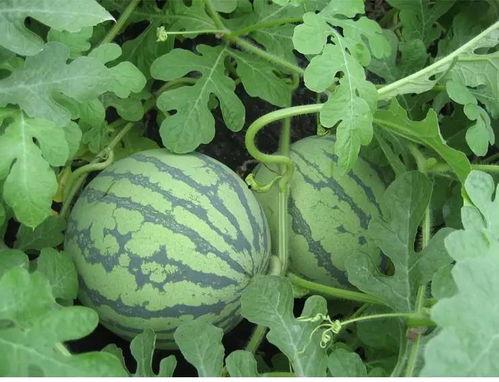 吃瓜肖麒,揭秘娱乐圈背后的那些事儿