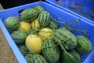 23年吃瓜群,揭秘娱乐圈幕后风云