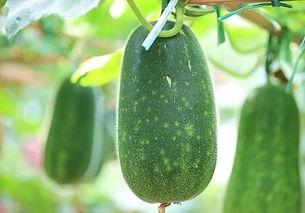 吃瓜叶的瓜种子,探寻自然馈赠的绿色宝藏