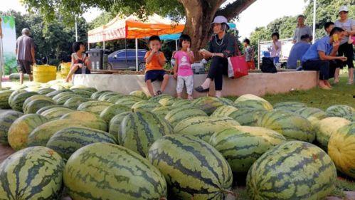 云浮市吃瓜,瓜果飘香，品味夏日清凉