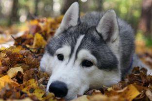哈士奇卖瓜车上吃瓜,萌态十足引网友热议