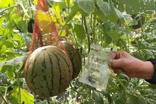 吃瓜群众的小纸条,网络舆论背后的真相