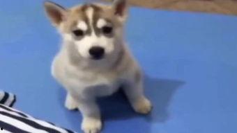 别人吵架狗狗吃瓜,见证邻里争吵现场