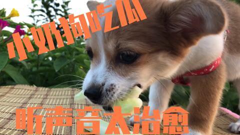 梦见小狗吃瓜,小狗吃瓜背后的寓意解析