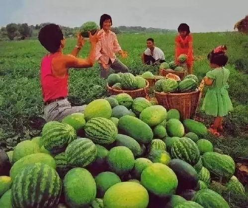 从哪可以吃瓜,从何处轻松一网打尽娱乐圈新鲜“瓜”料