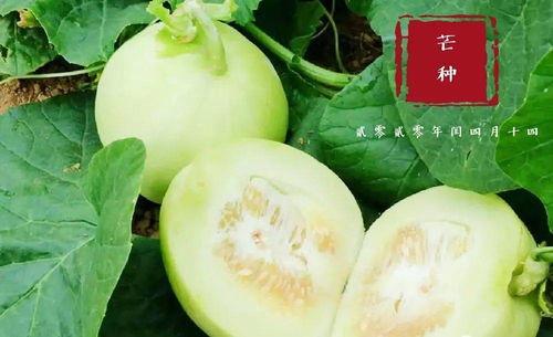 安庆翰林府吃瓜,瓜田里的历史韵味与市井生活