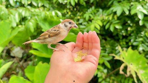 小麻雀会吃瓜吗,揭秘它们是否吃瓜之谜