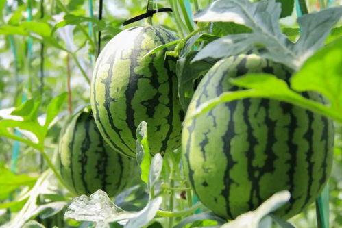 瓜先生 吃瓜笔记免费,揭秘娱乐圈幕后故事