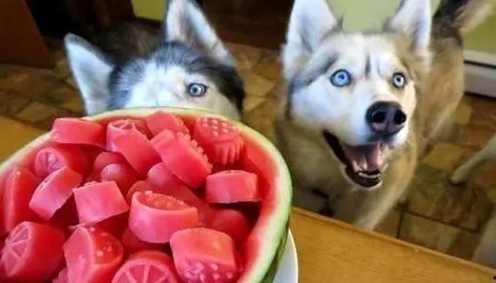 不给狗吃蜜瓜,揭秘为何狗狗不宜食用