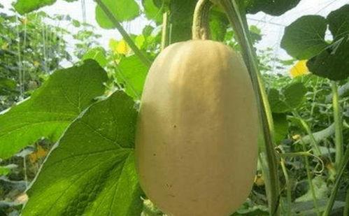 吃金丝搅瓜视频,视频教你轻松制作美味佳肴