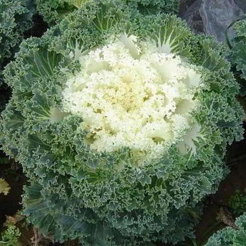 吃瓜直播羽衣甘蓝,羽衣甘蓝美食盛宴，吃瓜观众齐分享